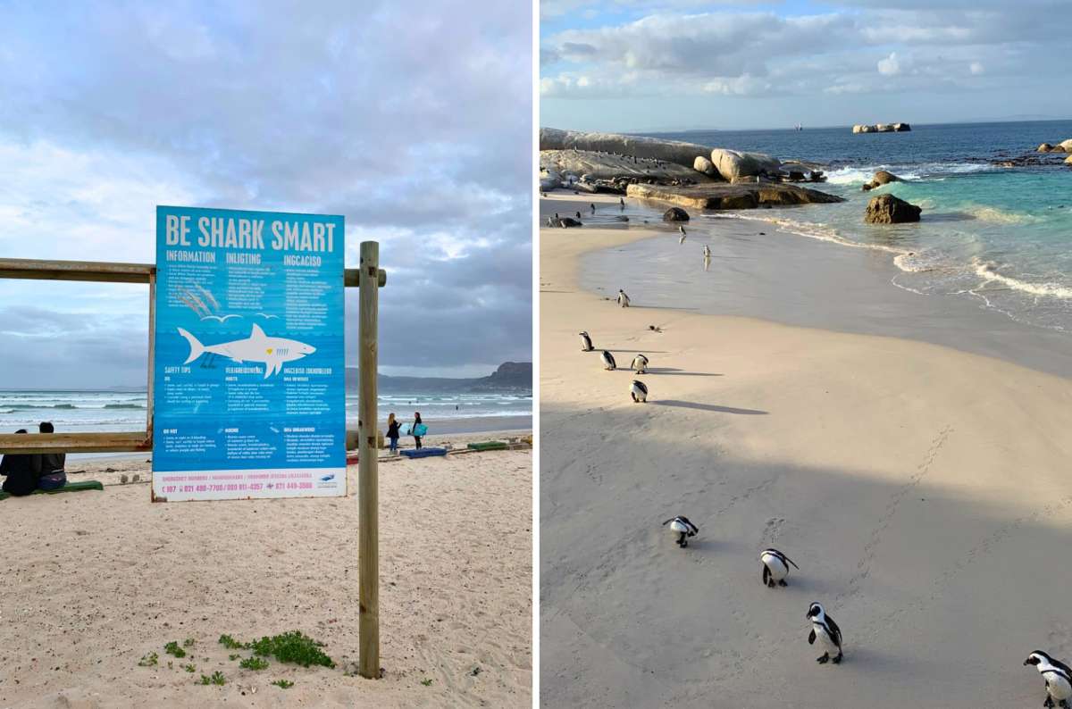 African penguins walking along Boulders Beach in Simon's Town, Cape Peninsula, South Africa, photo by Next Level of Travel