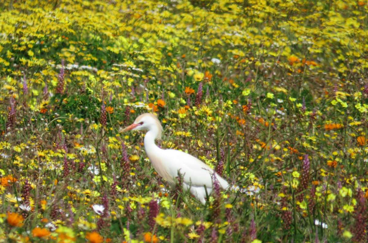 Cattle egret walking through colorful wildflowers in West Coast National Park, South Africa