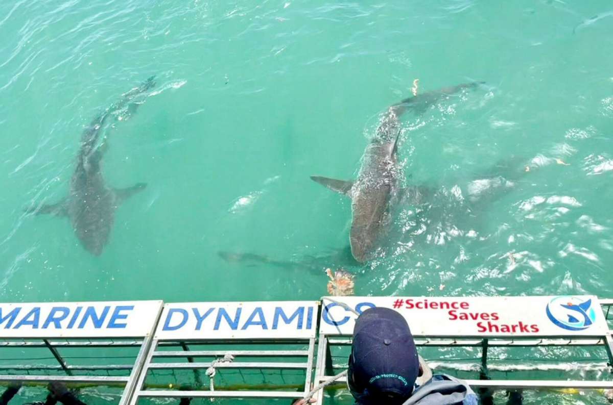 Great white sharks swimming around a shark cage diving boat in Gansbaai, South Africa