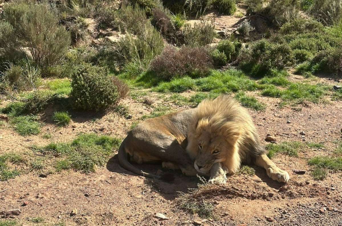 Lion resting at Aquila Private Game Reserve near Cape Town, South Africa