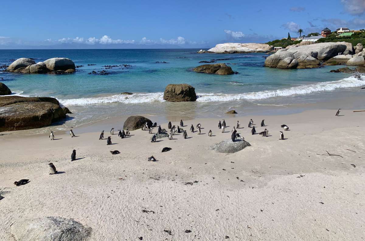 Penguins at the Boulders Beach, South Africa, photo by Next Level of Travel