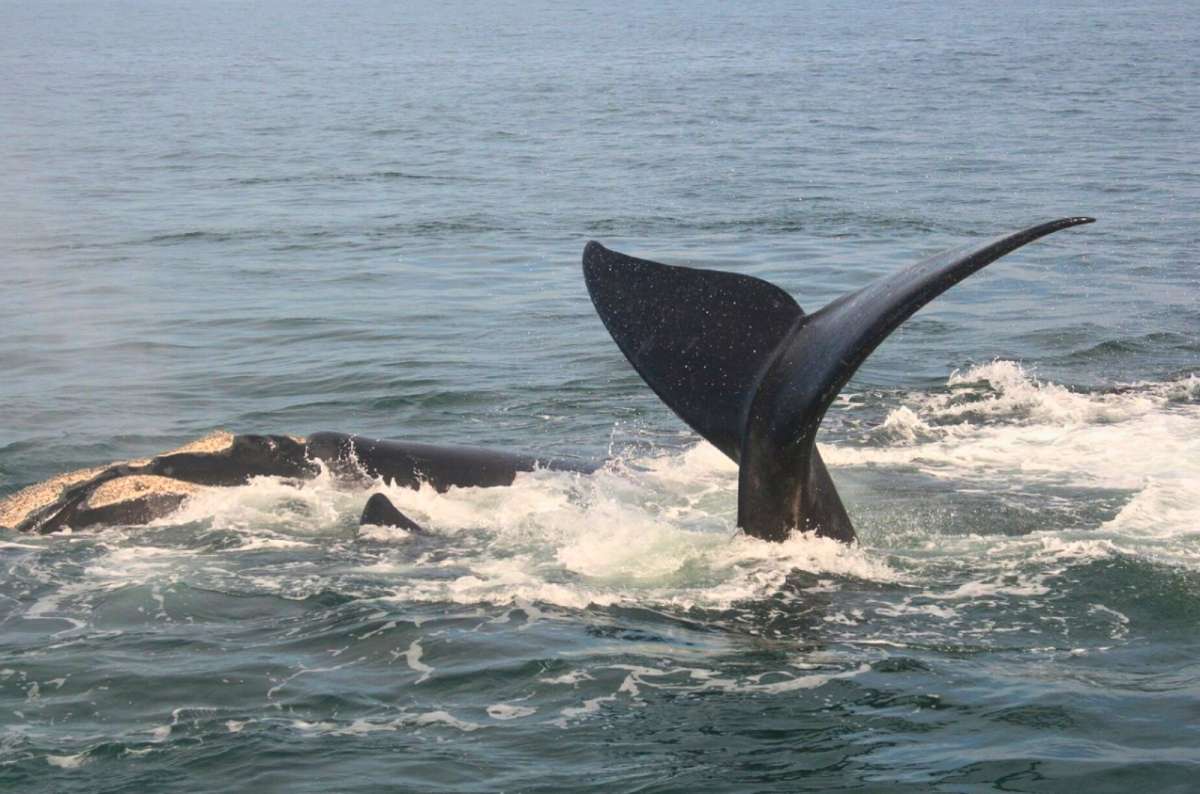 Southern right whale surfacing in Walker Bay near Hermanus, South Africa