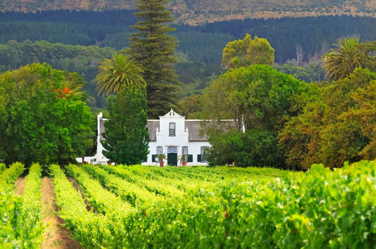 Vineyards at Constantia wine region near Cape Town, South Africa