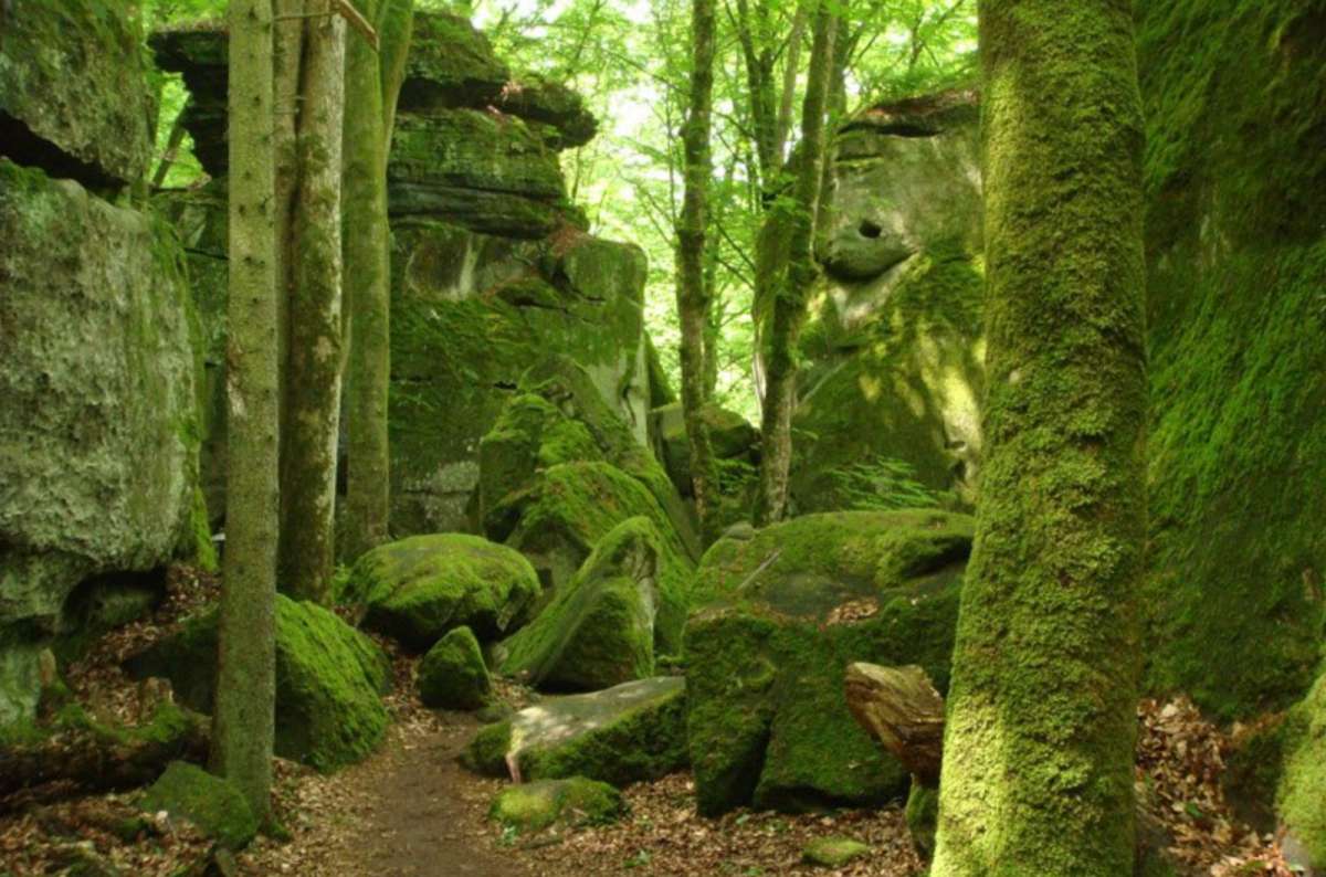 a photo of moss-covered sandstone rock formations towering over a narrow forest path among beech trees, Müllerthal, Luxembourg
