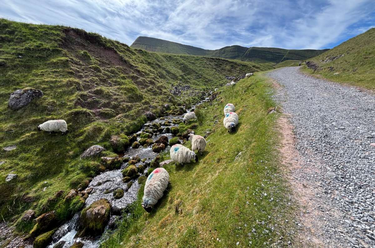 a photo of colorful sheep roaming around the open area of Brecon Beacons, Wales, photo by Next Level of Travel