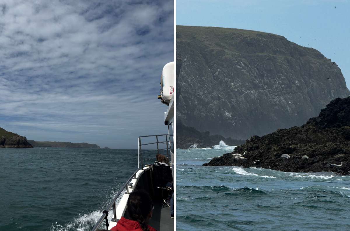 a collage of the view from the Skomer boat on the left and seals among the rocks below the cliffs on the right, Skomer Island, Wales, photo by Next Level of Travel