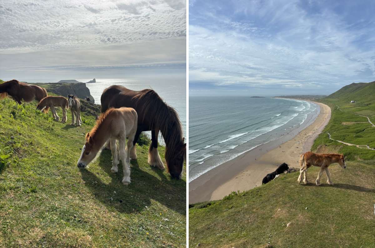 a collage of wild ponies grazing on the Rhossili clifftop on the left and the bay with a foal on the right, Gower Peninsula, Wales, photo by Next Level of Travel