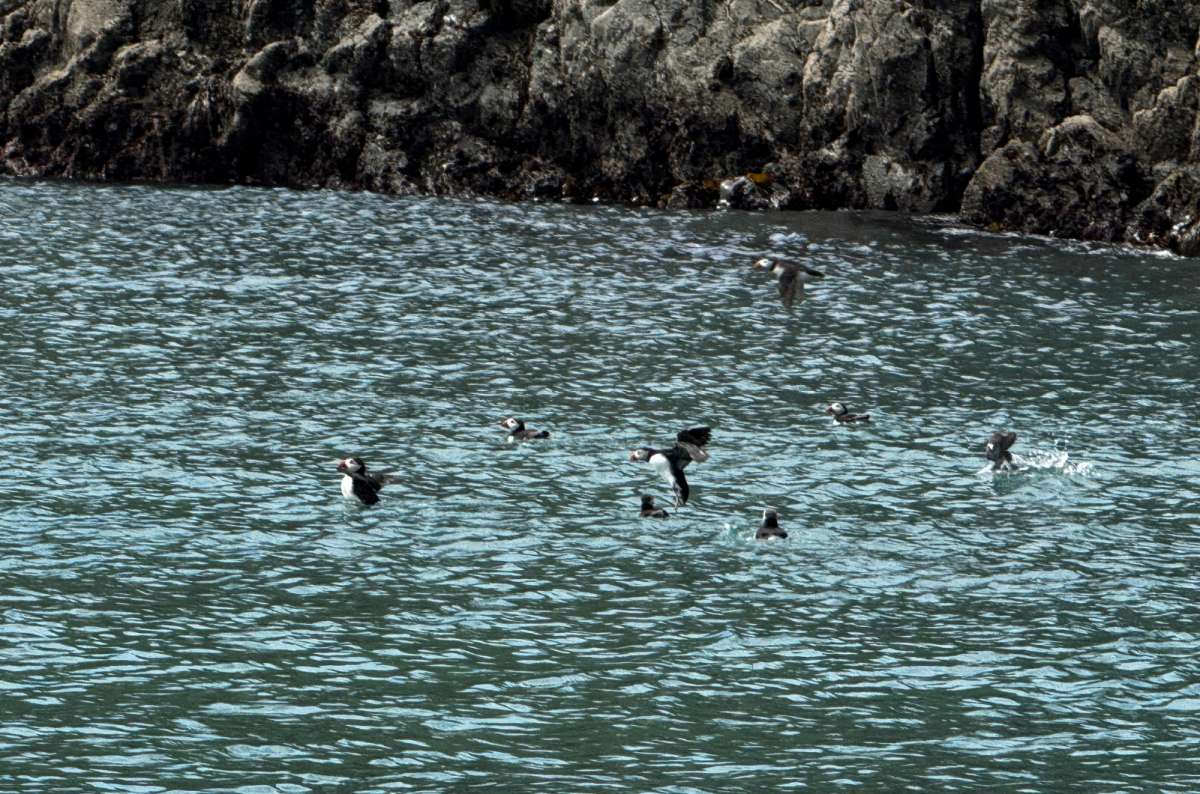 a photo of puffins swimming and taking flight below the cliffs off Skomer Island, Skomer Island, Wales, photo by Next Level of Travel