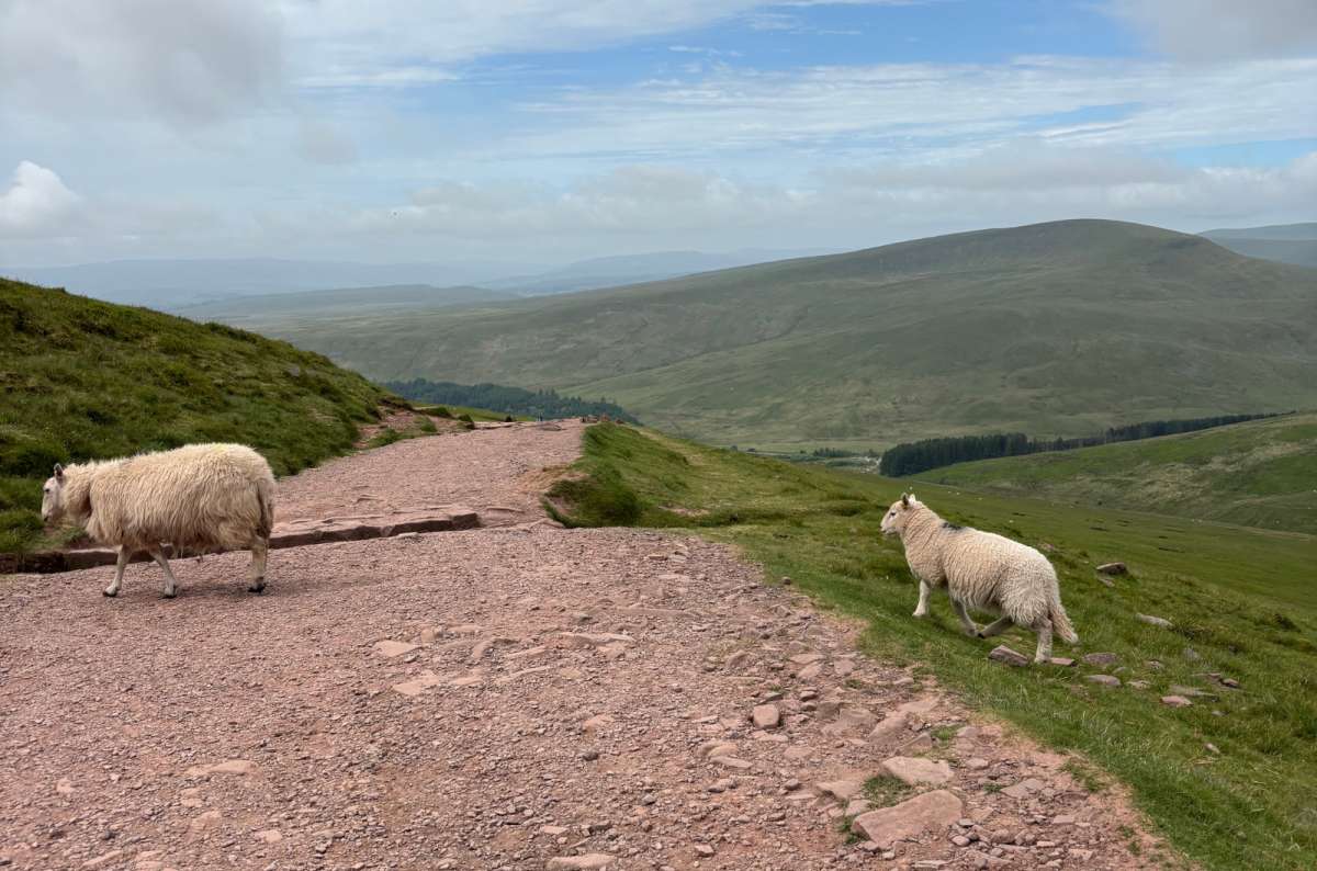 a photo of sheep on the path up Pen y Fan with rolling hills stretching to the horizon, Bannau Brycheiniog, Wales, photo by Next Level of Travel