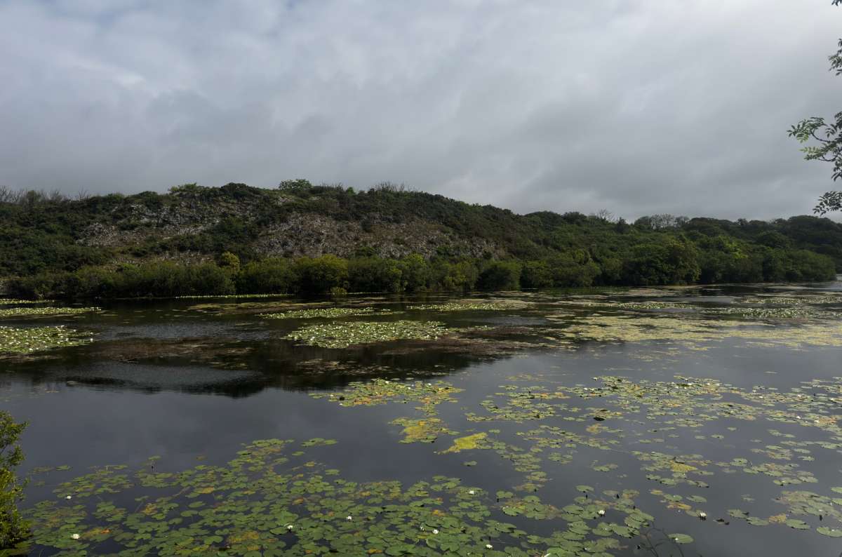 a photo of the lily-covered water and wooded shore of Bosherston Lily Ponds under a grey sky, Bosherston, Wales, photo by Next Level of Travel