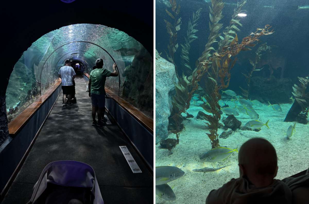 A collage of photos of my son in the Loro Parque, Tenerife, a photo by Next Level of Travel