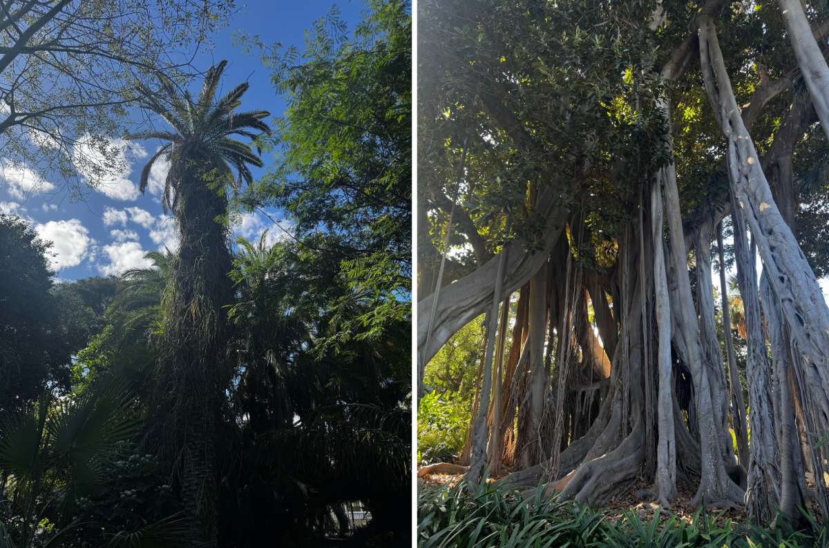 A collage showing the beautiful trees in Puerto de la Cruz Botanical Garden, Tenerife, a photo by Next Level of Travel