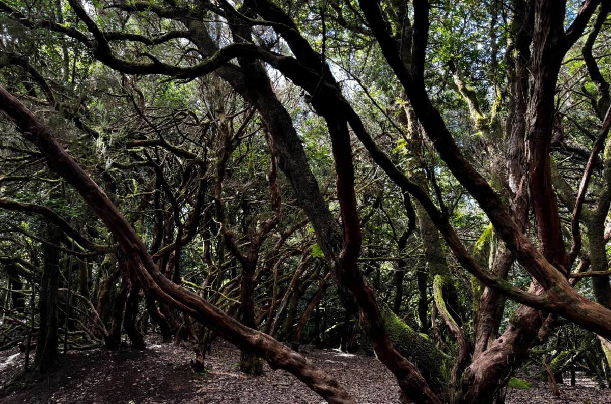 A photo of laurel forest in Anaga Rural Park, Tenerife, a photo by Next Level of Travel