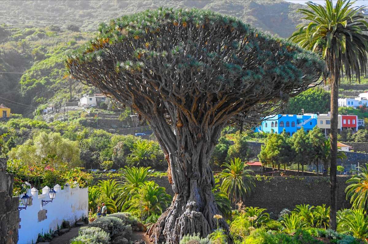 The Dragon Tree, Icod de los Vinos, Tenerife