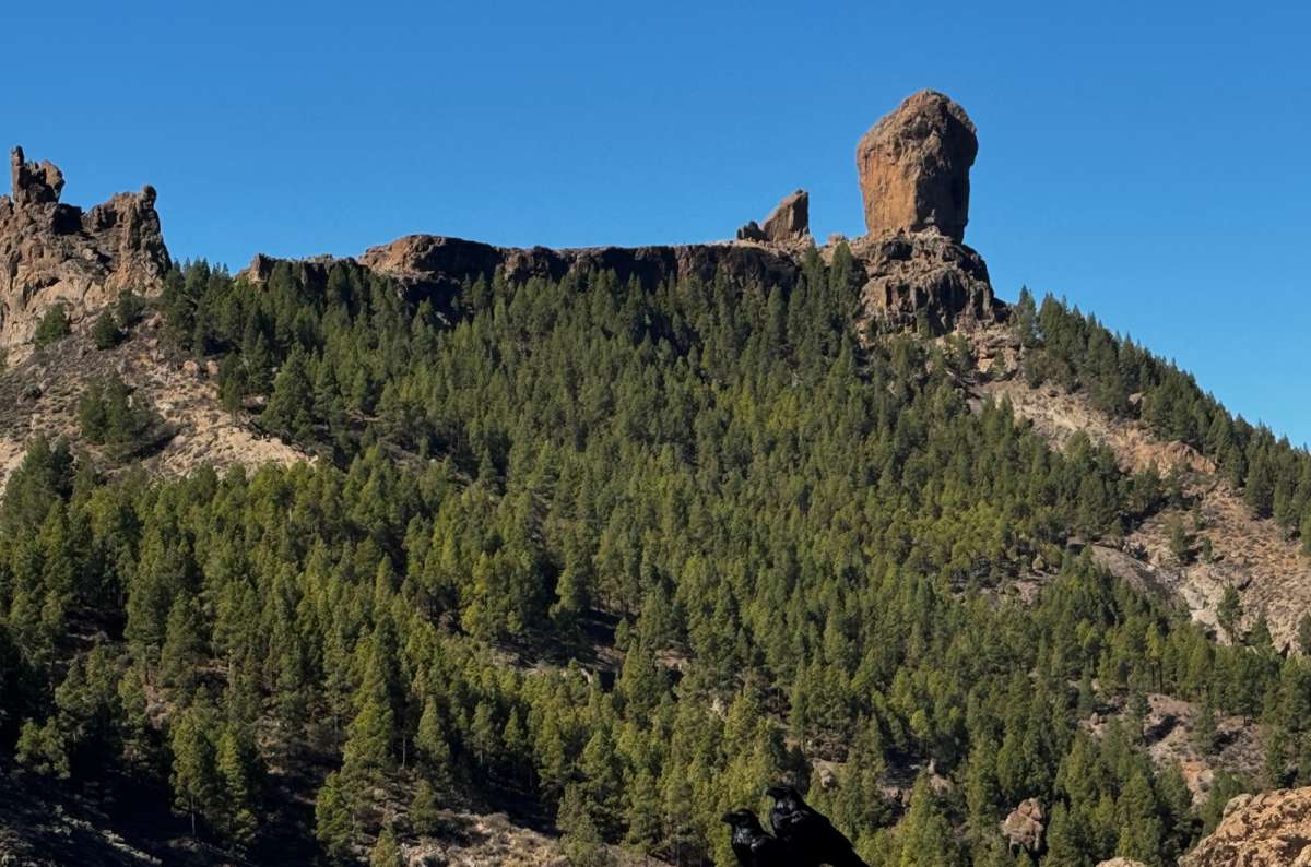 a photo of the Roque Nublo monolith towering over a pine-covered ridge with two ravens perched on rocks in the foreground, Canary Islands, photo by Next Level of Travel
