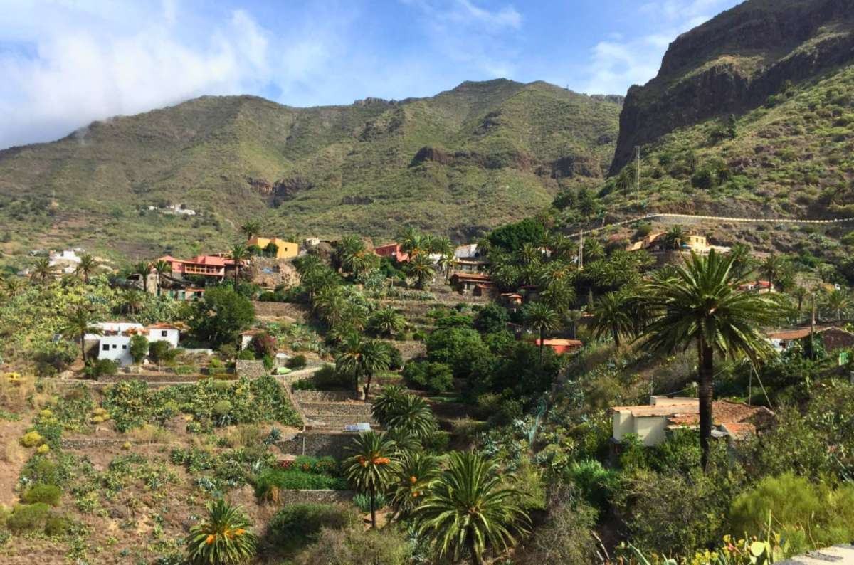 a photo of Masca village with palm trees and terraced hillside
