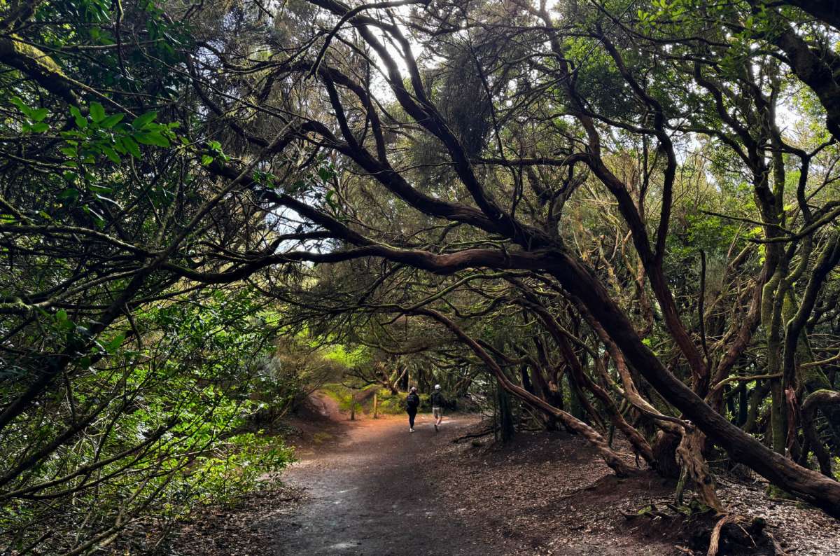 a photo of two tourists hiking through Anaga's laurel forest, photo by Next Level of Travel