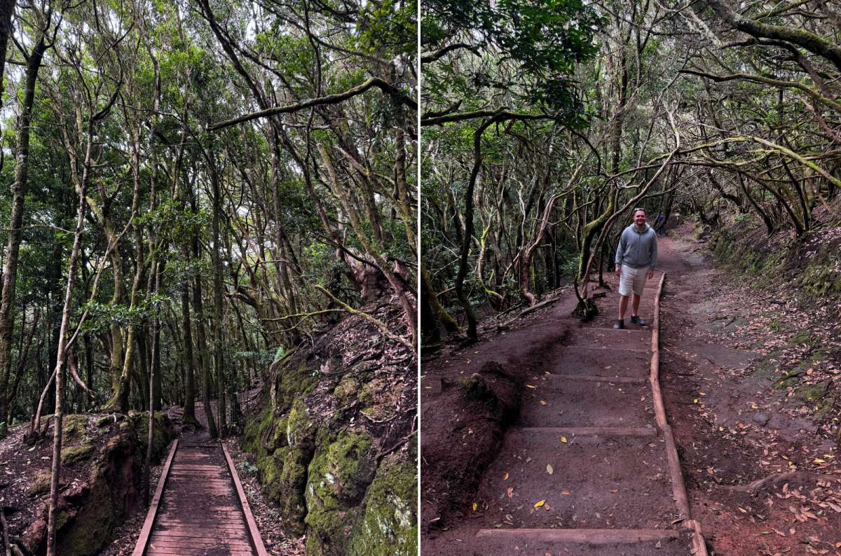 h photo of a wooden boardwalk through moss-covered laurel forest on the left and a tourist on a dirt trail through the forest on the right, Sendero de los Sentidos, photo by Next Level of Travel