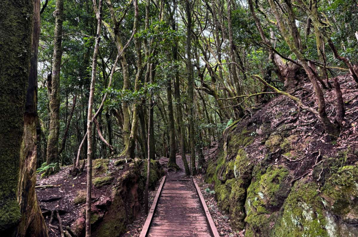 photo of a wooden boardwalk trail through moss-covered laurel forest, Sendero de los Sentidos, Anaga Rural Park, Tenerife, photo by Next Level of Travel