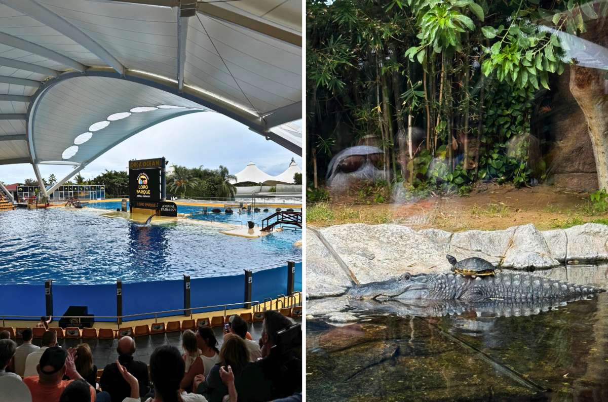 photo of the Orca Ocean show stadium on the left and a turtle perched on an alligator in a reptile enclosure on the right, Loro Parque, Tenerife, photo by Next Level of Travel