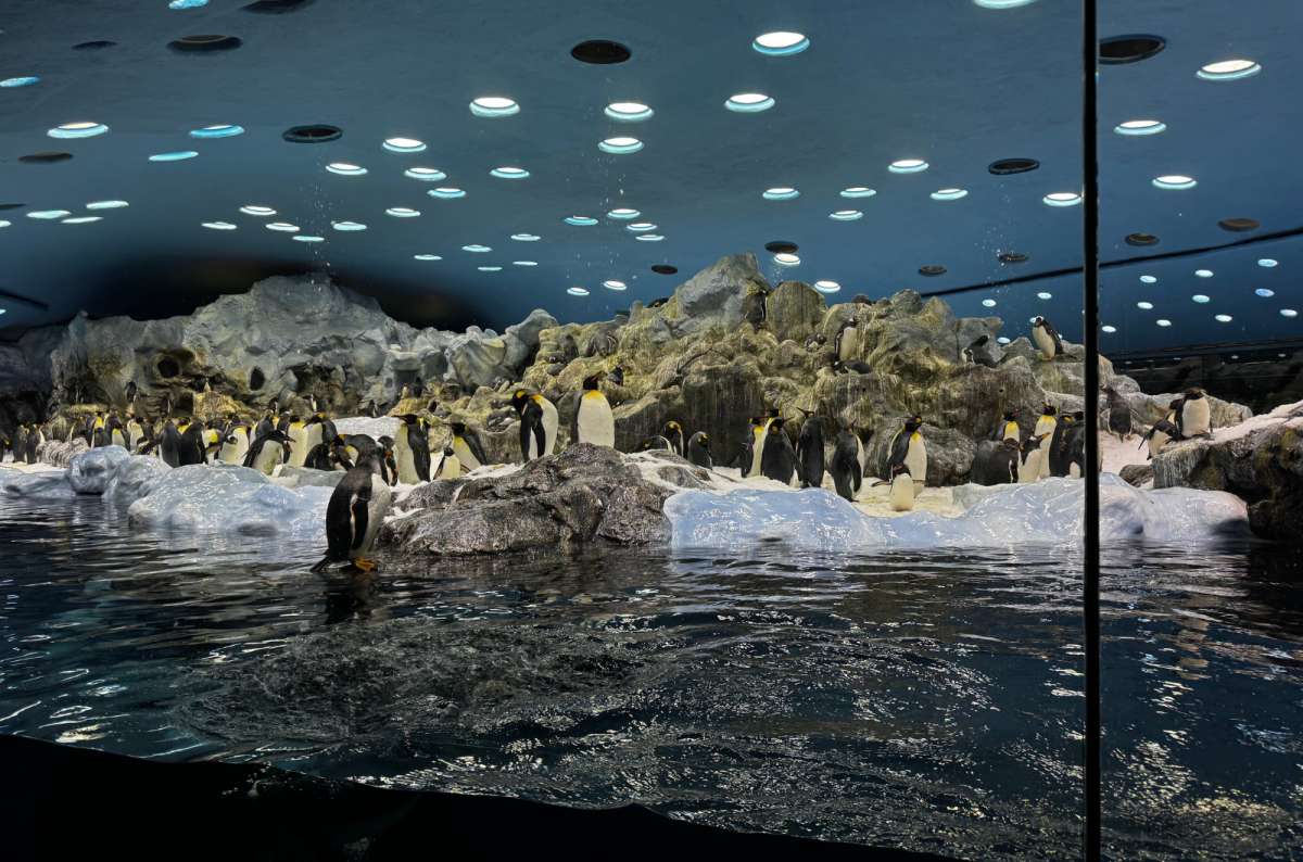 a photo from inside Loro Parque showing a large group of penguins playing around in their reserve, Loro Paruqe, Canary Islands, photo by Next Level of Travel
