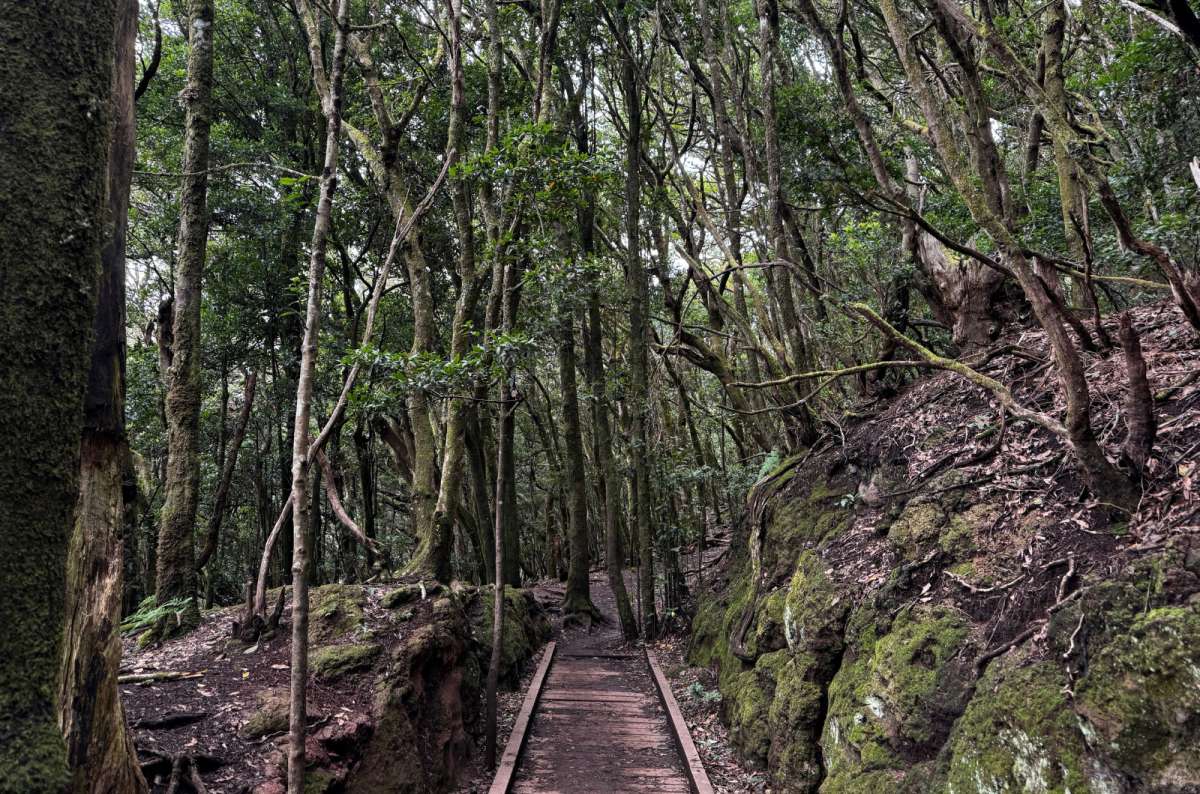 a photo from the Sendero de los Sentidos, showing the forested place with a narrow wooden walkway in the center, Canary Islands, photo by Next Level of Travel