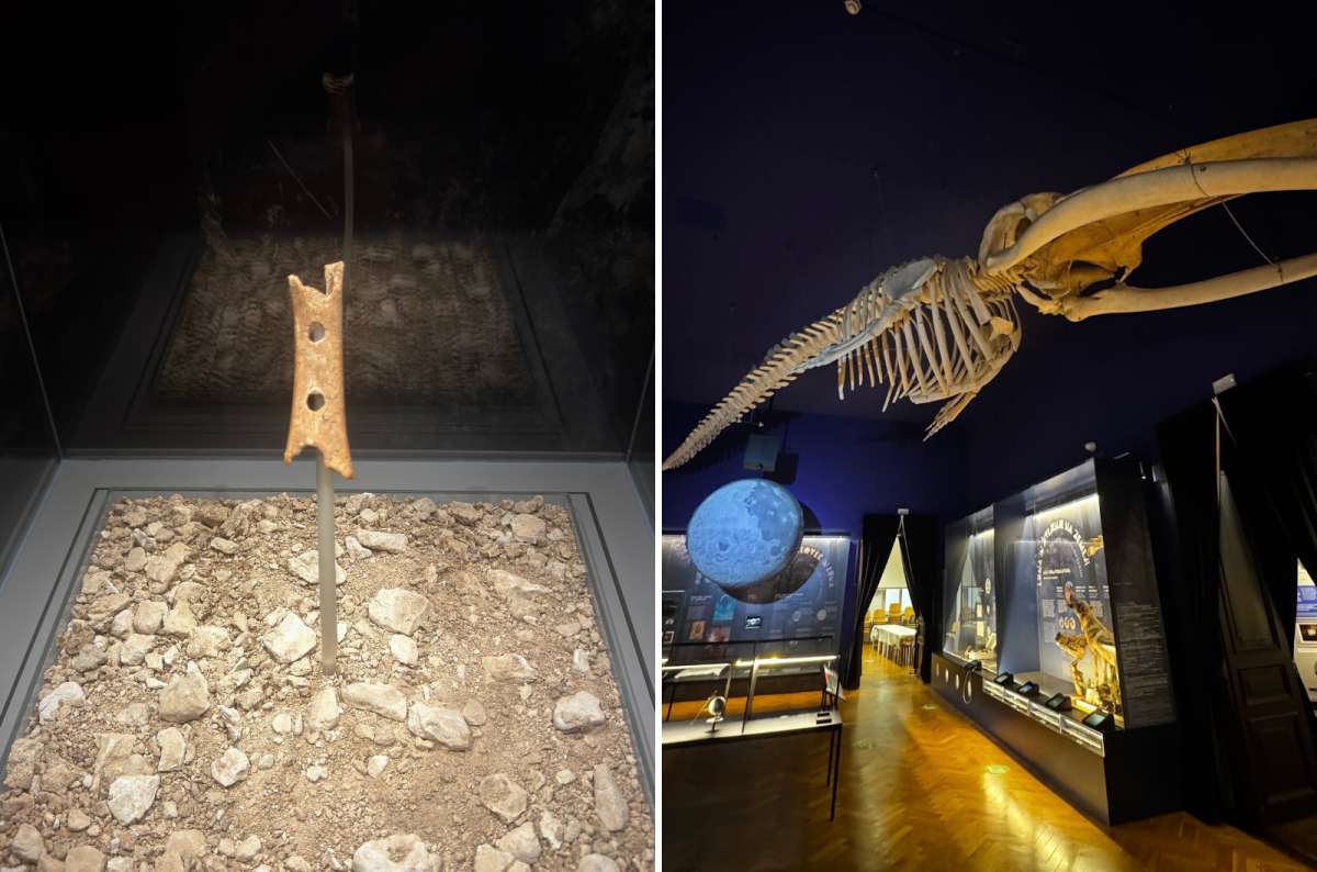 a collage of the Neanderthal flute on the left and a whale skeleton on the right in the National Museum of Slovenia, Ljubljana, Slovenia, photo by Next Level of Travel