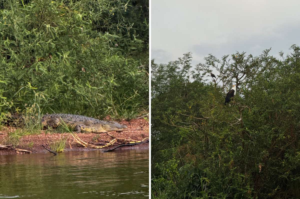 a collage of a crocodile and a fish eagle in Akagera National Park, Kayonza, Rwanda, a photo by Next Level of Travel