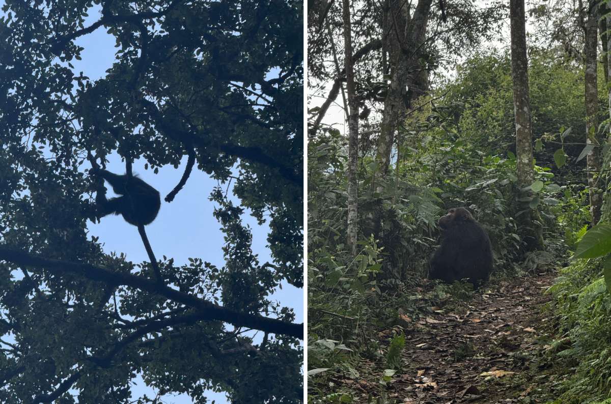 a collage of chimpanzees in Nyungwe National Park, Nyamagabe, Rwanda, a photo by Next Level of Travel