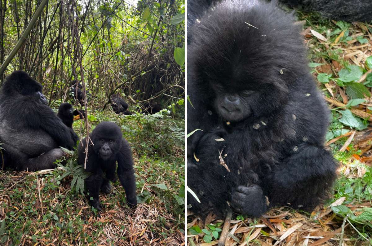 a collage of mountain gorillas in Volcanoes National Park, Kinigi, Rwanda, a photo by Next Level of Travel