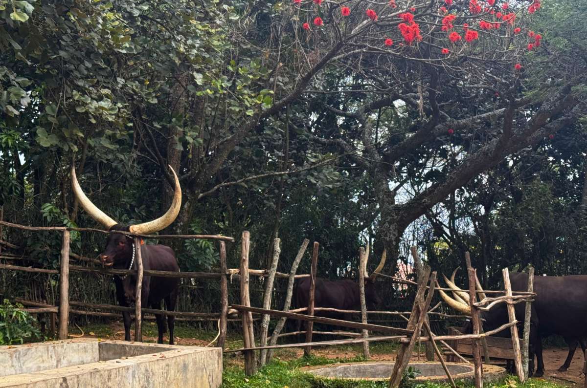 a photo of Inyambo royal cattle at King's Palace Museum, Nyanza, Rwanda, a photo by Next Level of Travel