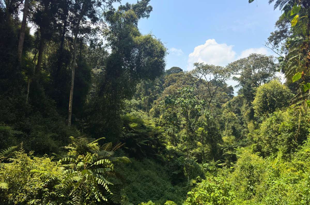 a photo of rainforest in Nyungwe National Park, Nyamagabe, Rwanda, a photo by Next Level of Travel