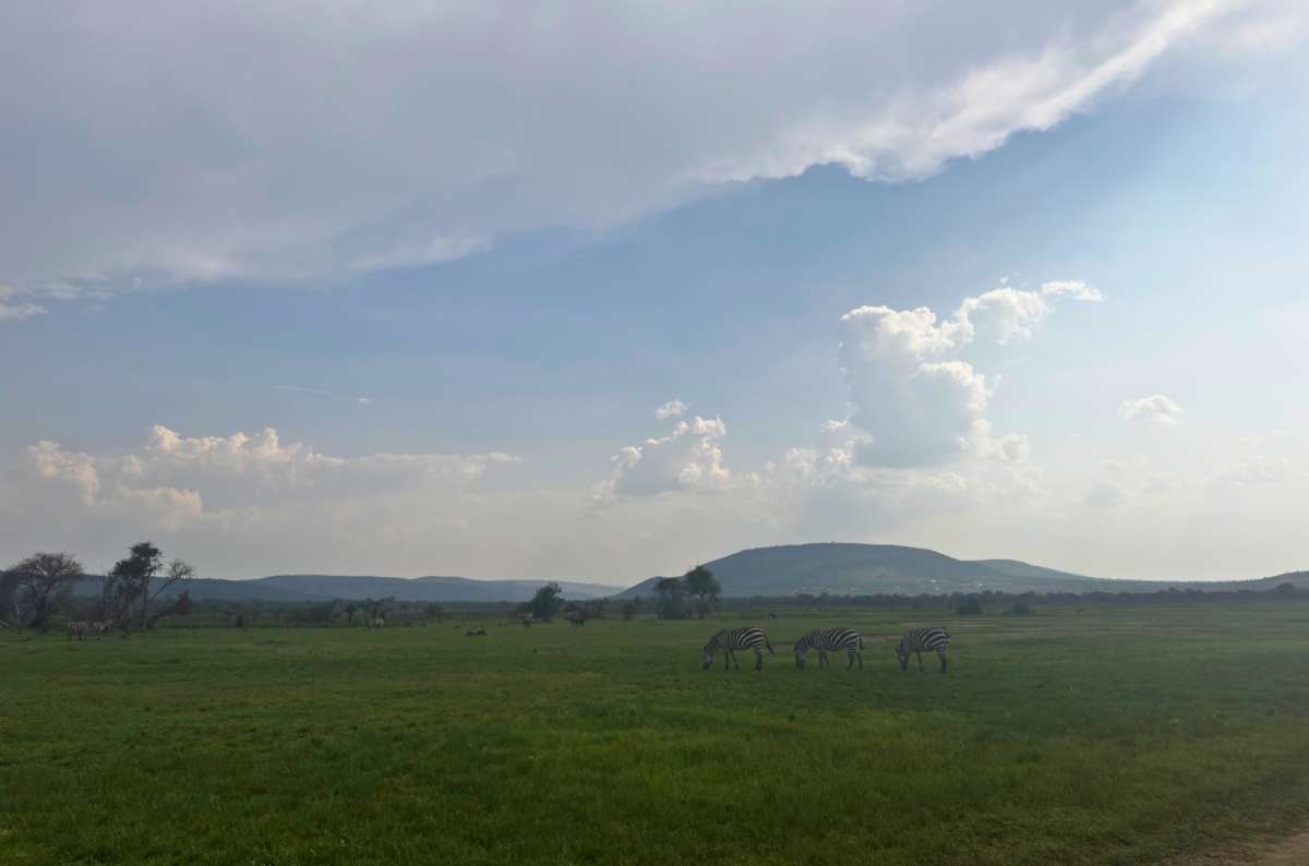 a photo of zebras in Akagera National Park, Kayonza, Rwanda, a photo by Next Level of Travel