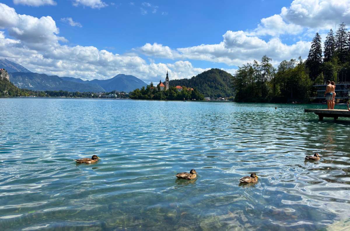 a photo of ducks swimming in clear water with Bled Island in the background on the western shore of Lake Bled, Slovenia, photo by Next Level of Travel