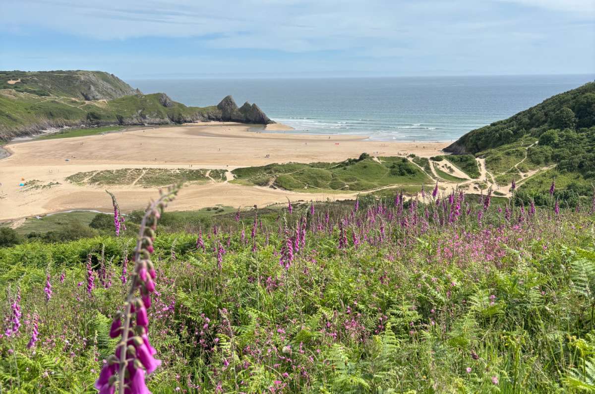a photo of Three Cliffs Bay seen from above through purple foxgloves and green ferns, Wales, photo by Next Level of Travel