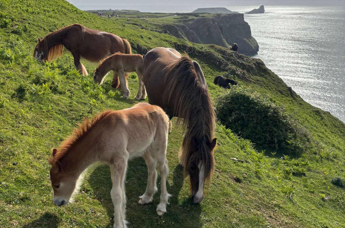 a photo of wild ponies and a foal grazing on the clifftop above the sea at Rhossili, Wales, photo by Next Level of Travel