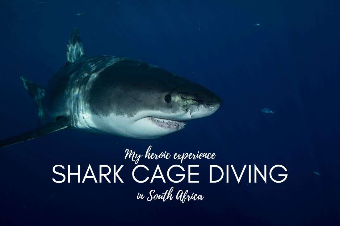 Shark Cage Diving in South Africa: 3 Stages of My Heroic Descend Among the White Sharks