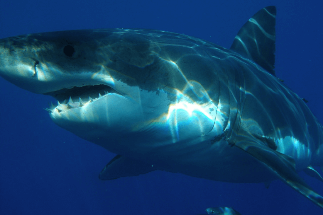 Shark Cage Diving in South Africa: 3 Stages of My Heroic Descend Among the White Sharks