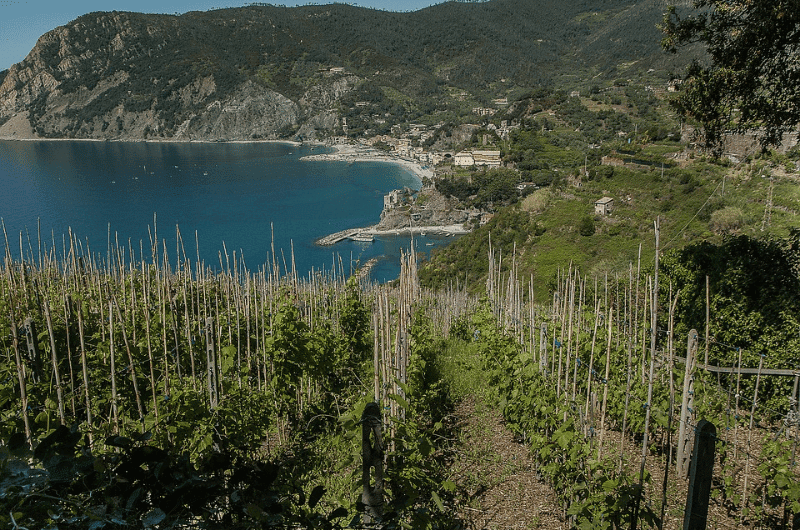 Vineyard in Monterosso, Cinque Terre
