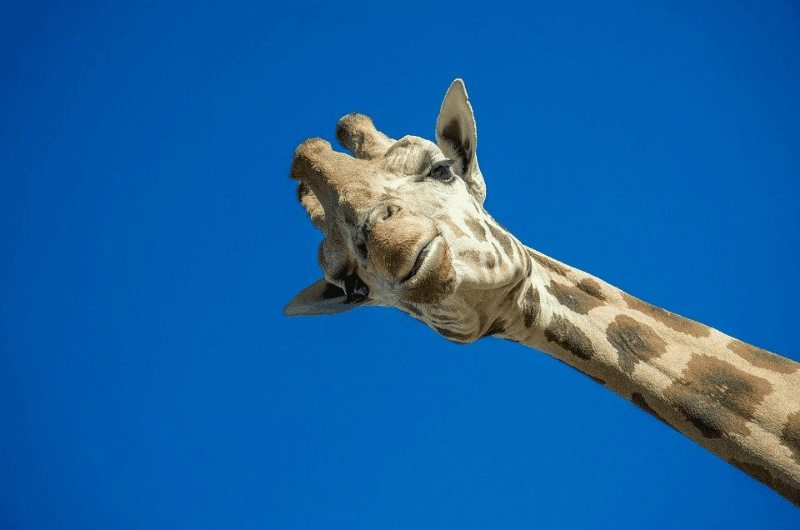 Giraffe at Pilanesberg National Park