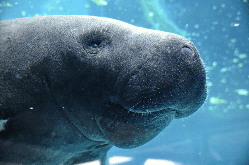 Manatee, Genoa Aquarium 