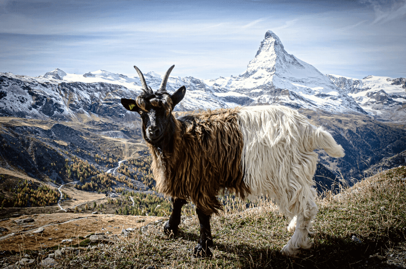 Goat, Matterhorn, Cervinia 