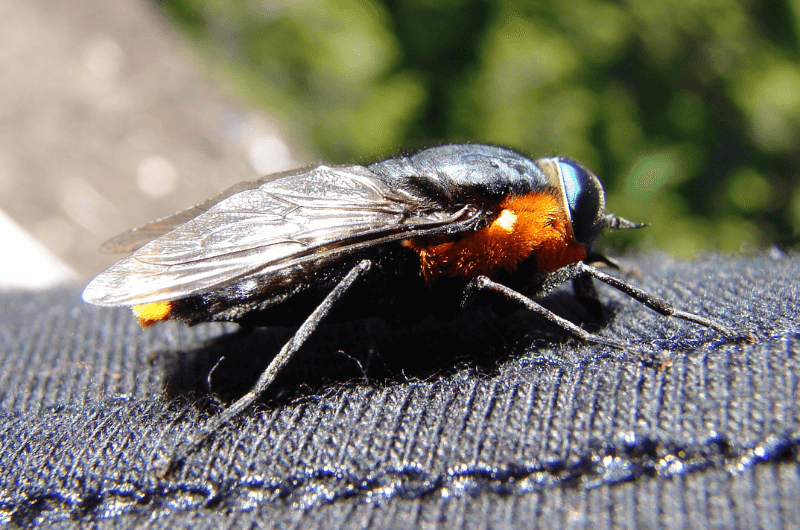 Horse fly, Chile, Tabanidae 
