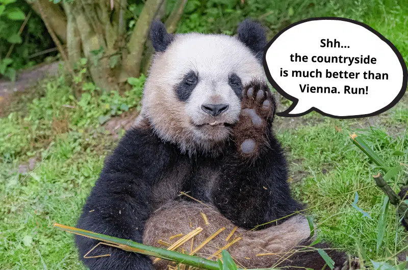 Great Panda, Schönbrunn Zoo, Vienna