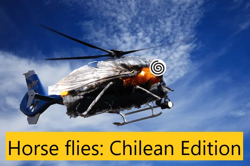 Horse fly, Chile, Tabanidae  
