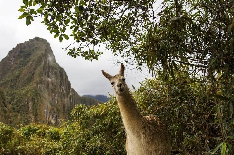 Alpaca in Machu Picchu mountains 