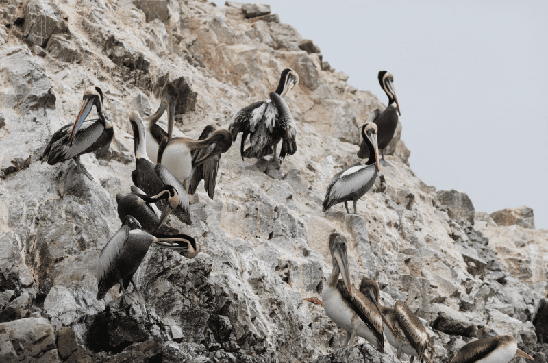 Birds at the Ballestas Islands, Paracas area, Peru