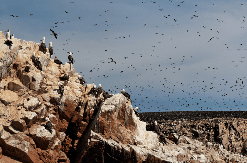 Flocks of birds on the rocks of the Islas Ballestas  