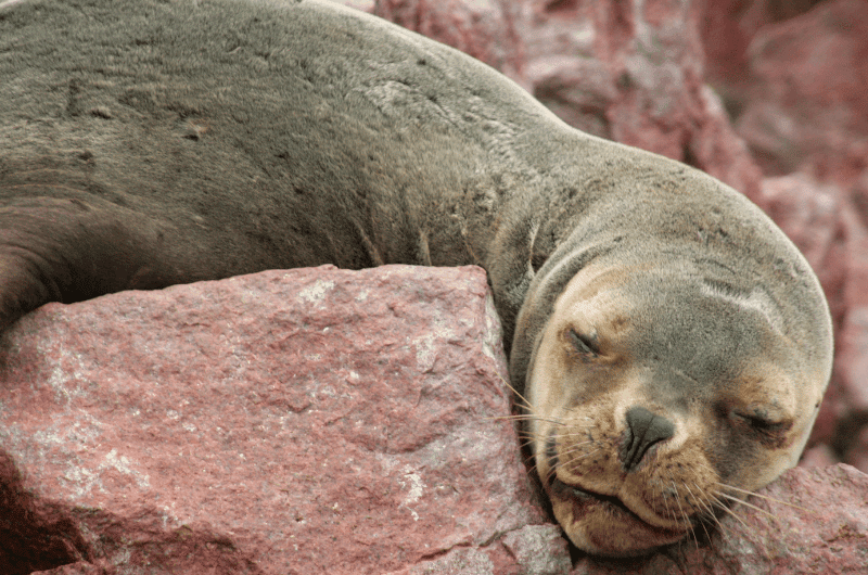 Fur seal at the Islas Ballestas tour
