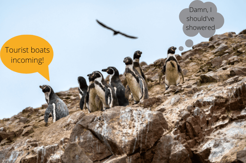 Humboldt penguins at Islas Ballestas in Peru 